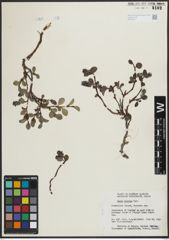 Foto von Salix arctica Pall.